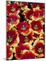 Tulips in Keukenhof Gardens-Darrell Gulin-Mounted Photographic Print