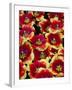 Tulips in Keukenhof Gardens-Darrell Gulin-Framed Photographic Print