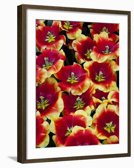 Tulips in Keukenhof Gardens-Darrell Gulin-Framed Photographic Print