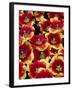 Tulips in Keukenhof Gardens-Darrell Gulin-Framed Photographic Print