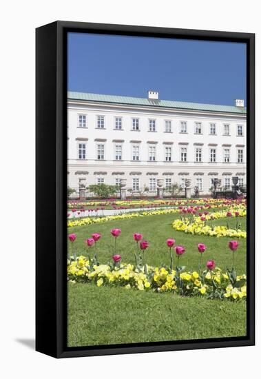 Tulips in Mirabell Garden-Markus Lange-Framed Stretched Canvas