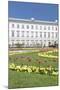 Tulips in Mirabell Garden-Markus Lange-Mounted Photographic Print