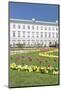 Tulips in Mirabell Garden-Markus Lange-Mounted Photographic Print