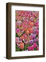 Tulips in planters, formal garden. Mt. Cuba Center, Hockessin, Delaware-Darrell Gulin-Framed Photographic Print