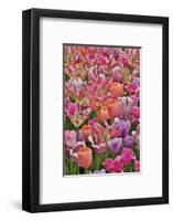 Tulips in planters, formal garden. Mt. Cuba Center, Hockessin, Delaware-Darrell Gulin-Framed Photographic Print