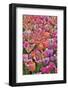 Tulips in planters, formal garden. Mt. Cuba Center, Hockessin, Delaware-Darrell Gulin-Framed Photographic Print