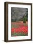 Tulips in Spring, Longwood Gardens, 2019 ( photograph-null-Framed Photographic Print