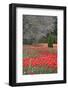 Tulips in Spring, Longwood Gardens, 2019 ( photograph-null-Framed Photographic Print