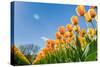 Tulips in Spring Sun.-Fotografiecor-Stretched Canvas