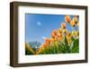 Tulips in Spring Sun.-Fotografiecor-Framed Photographic Print