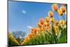 Tulips in Spring Sun.-Fotografiecor-Mounted Photographic Print