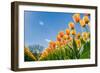 Tulips in Spring Sun.-Fotografiecor-Framed Photographic Print