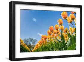 Tulips in Spring Sun.-Fotografiecor-Framed Photographic Print