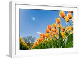 Tulips in Spring Sun.-Fotografiecor-Framed Photographic Print