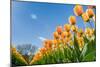 Tulips in Spring Sun.-Fotografiecor-Mounted Photographic Print