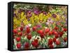 Tulips in St James's Park, London, England, United Kingdom-David Wall-Framed Stretched Canvas