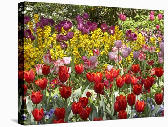 Tulips in St James's Park, London, England, United Kingdom-David Wall-Stretched Canvas