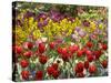 Tulips in St James's Park, London, England, United Kingdom-David Wall-Stretched Canvas