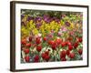 Tulips in St James's Park, London, England, United Kingdom-David Wall-Framed Photographic Print