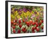 Tulips in St James's Park, London, England, United Kingdom-David Wall-Framed Photographic Print