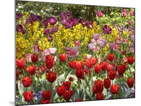 Tulips in St James's Park, London, England, United Kingdom-David Wall-Mounted Photographic Print