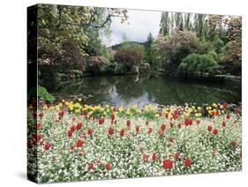 Tulips in the Butchart Gardens, Vancouver Island, Canada, British Columbia, North America-Alison Wright-Stretched Canvas