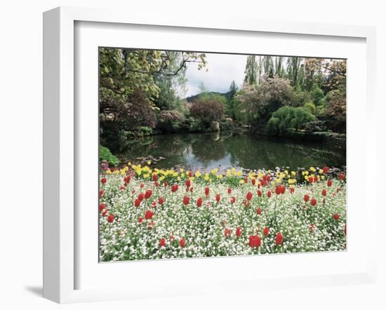 Tulips in the Butchart Gardens, Vancouver Island, Canada, British Columbia, North America-Alison Wright-Framed Photographic Print