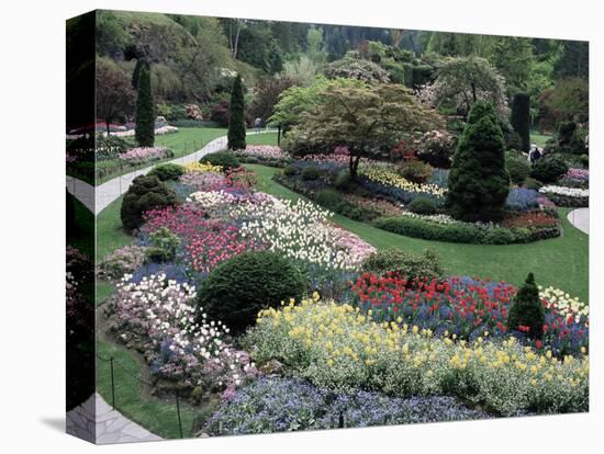 Tulips in the Butchart Gardens, Vancouver Island, Canada, British Columbia, North America-Alison Wright-Stretched Canvas