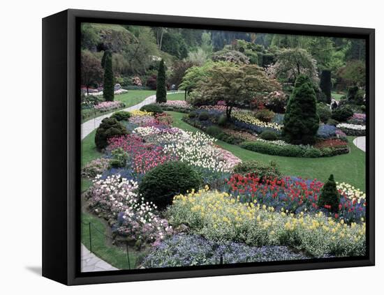 Tulips in the Butchart Gardens, Vancouver Island, Canada, British Columbia, North America-Alison Wright-Framed Stretched Canvas