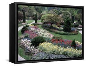 Tulips in the Butchart Gardens, Vancouver Island, Canada, British Columbia, North America-Alison Wright-Framed Stretched Canvas