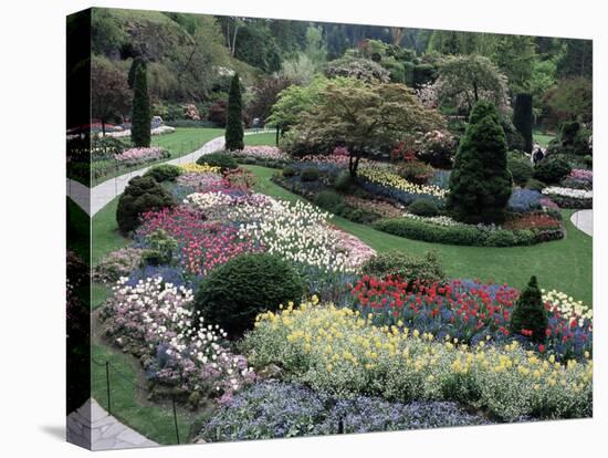 Tulips in the Butchart Gardens, Vancouver Island, Canada, British Columbia, North America-Alison Wright-Stretched Canvas