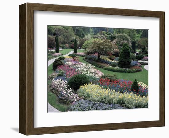 Tulips in the Butchart Gardens, Vancouver Island, Canada, British Columbia, North America-Alison Wright-Framed Photographic Print