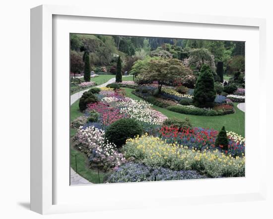 Tulips in the Butchart Gardens, Vancouver Island, Canada, British Columbia, North America-Alison Wright-Framed Photographic Print