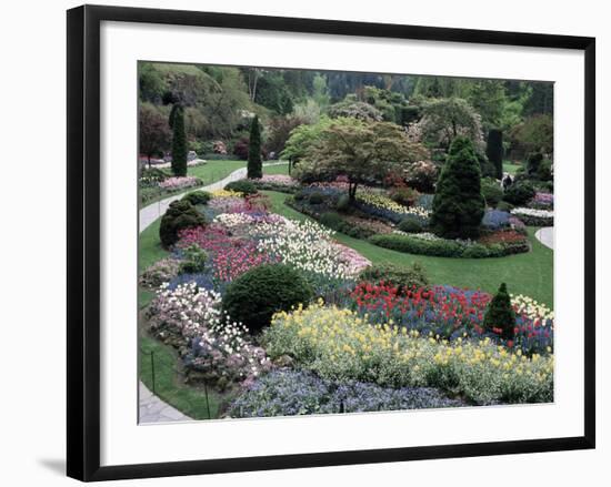 Tulips in the Butchart Gardens, Vancouver Island, Canada, British Columbia, North America-Alison Wright-Framed Photographic Print