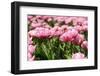 Tulips in the Fields-Ivonnewierink-Framed Photographic Print