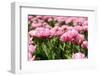 Tulips in the Fields-Ivonnewierink-Framed Photographic Print