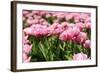 Tulips in the Fields-Ivonnewierink-Framed Photographic Print