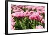 Tulips in the Fields-Ivonnewierink-Framed Photographic Print