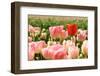 Tulips in the Fields-Ivonnewierink-Framed Photographic Print