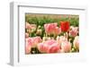 Tulips in the Fields-Ivonnewierink-Framed Photographic Print