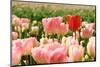 Tulips in the Fields-Ivonnewierink-Mounted Photographic Print