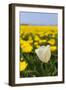 Tulips in the Fields-Ivonnewierink-Framed Photographic Print