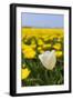 Tulips in the Fields-Ivonnewierink-Framed Photographic Print