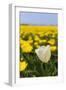 Tulips in the Fields-Ivonnewierink-Framed Photographic Print