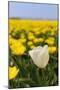 Tulips in the Fields-Ivonnewierink-Mounted Photographic Print