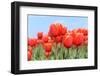 Tulips in the Noord in Holland Landscape-Ivonnewierink-Framed Photographic Print