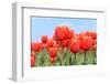 Tulips in the Noord in Holland Landscape-Ivonnewierink-Framed Photographic Print