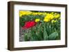 Tulips in the Noord-Oostpolder in Holland Landscape-Ivonnewierink-Framed Photographic Print