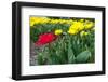 Tulips in the Noord-Oostpolder in Holland Landscape-Ivonnewierink-Framed Photographic Print