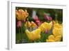 Tulips In The Rain-5fishcreative-Framed Giclee Print